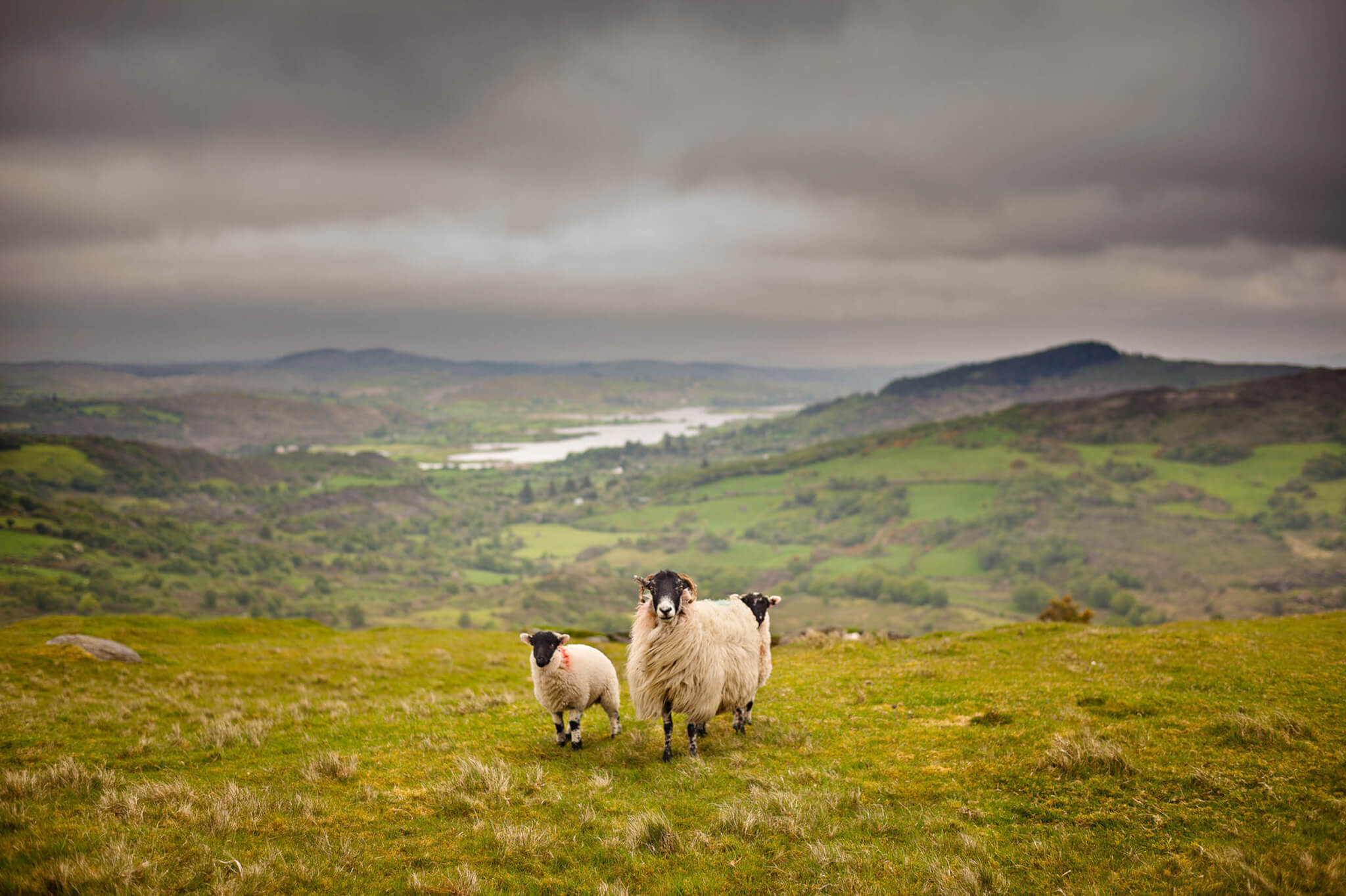 Sheep on mountain in Ireland during storm.
